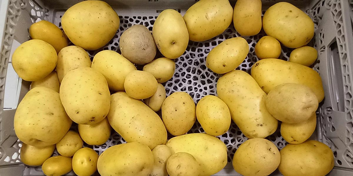 Patate in gdo: lo sfuso non funziona